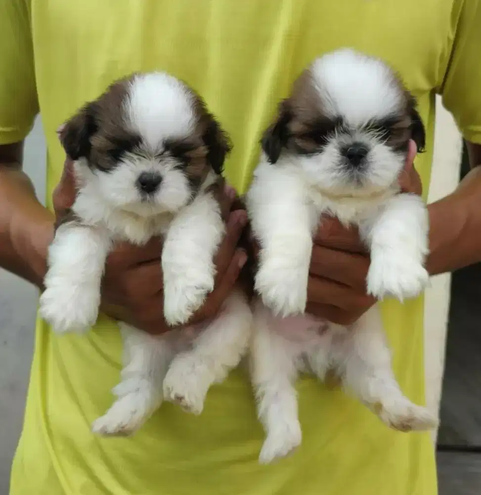 ANJING SHITZU LUCU DAN GEMOY