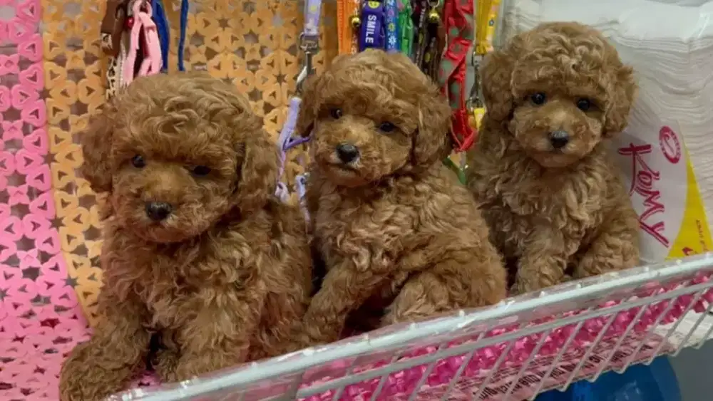 ANJING POODLE LUCU DAN IMUT
