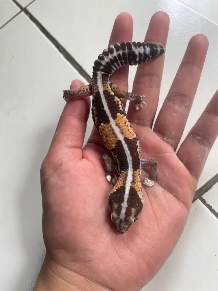 Gecko Stripe Het Amel (female)