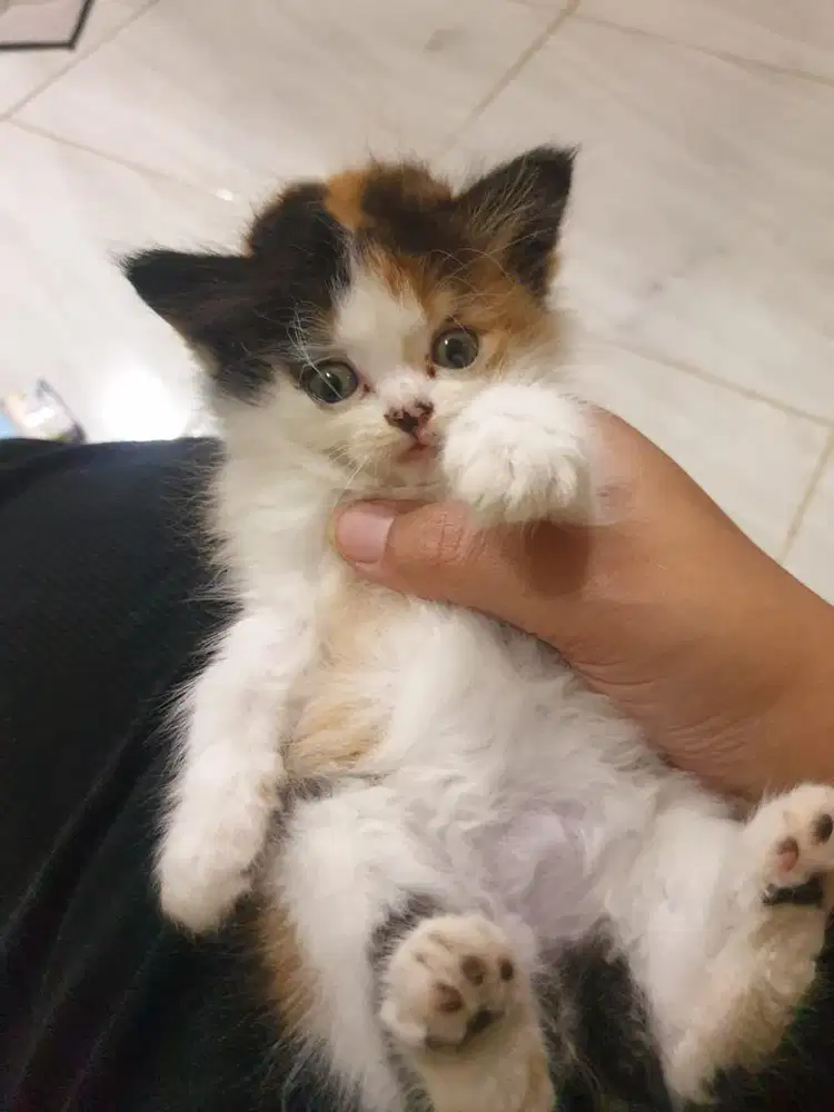 LA persmed betina calico