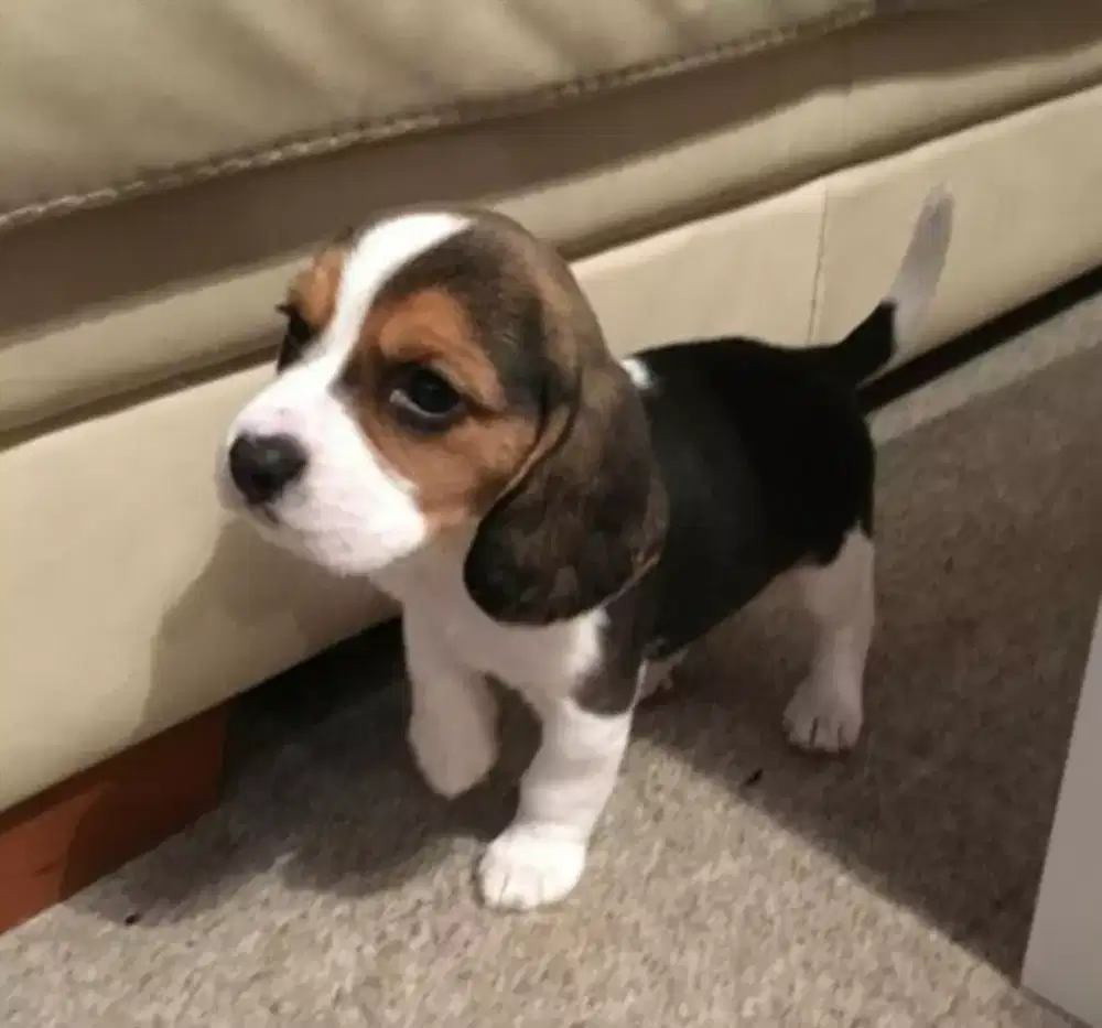 ANJING BEAGLE TELINGA PANJANG DAN CAPLANG LUCU