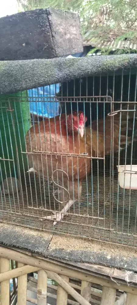 Ayam Plaker blasteran