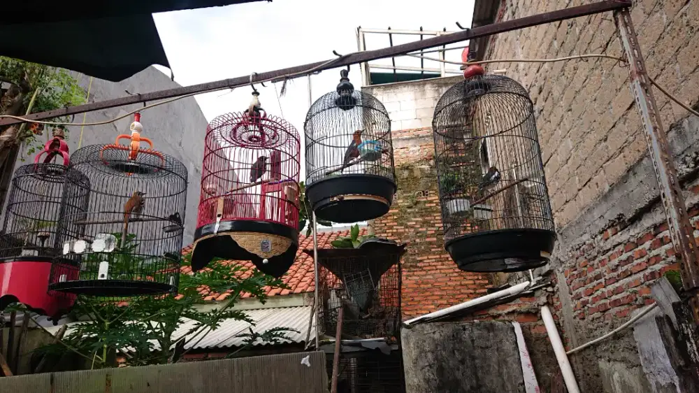 Ada 4 jenis burung anis bunyi