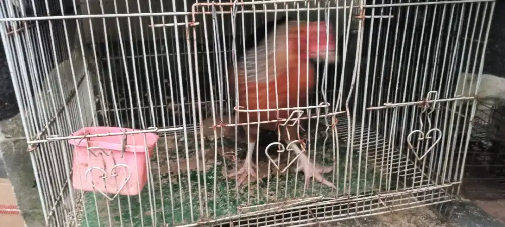 Ayam Plaker blasteran