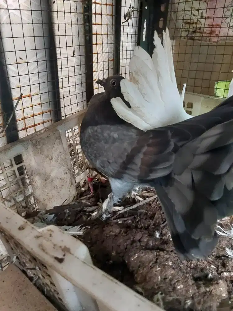 Dara merpati kipas remaja