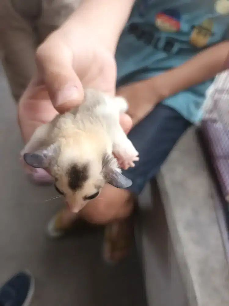 Sugar glider lahir 5 februari 2026