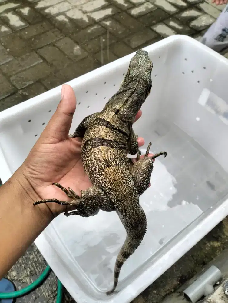 Similis iguana betina