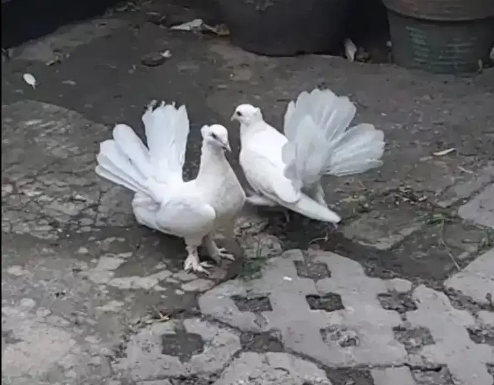 Dara kipas merpati kipas putih