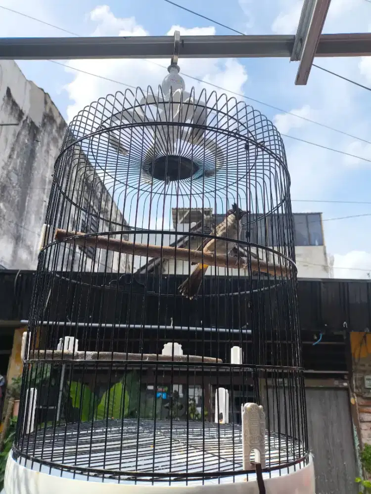 Burung master kasaran