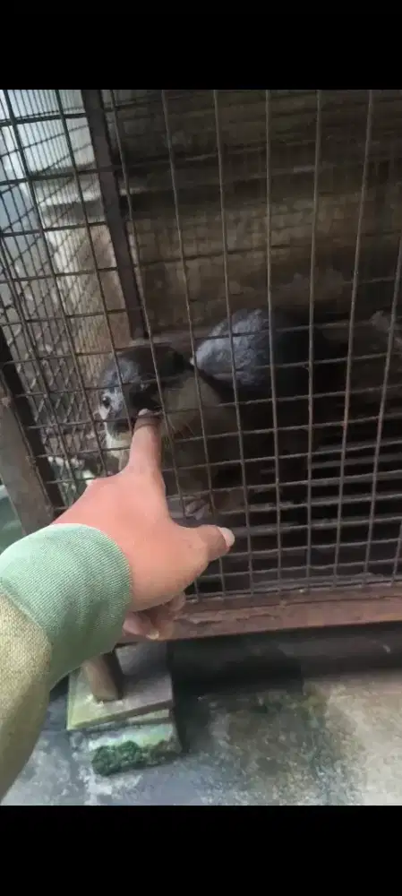 Jual oter plus kandang