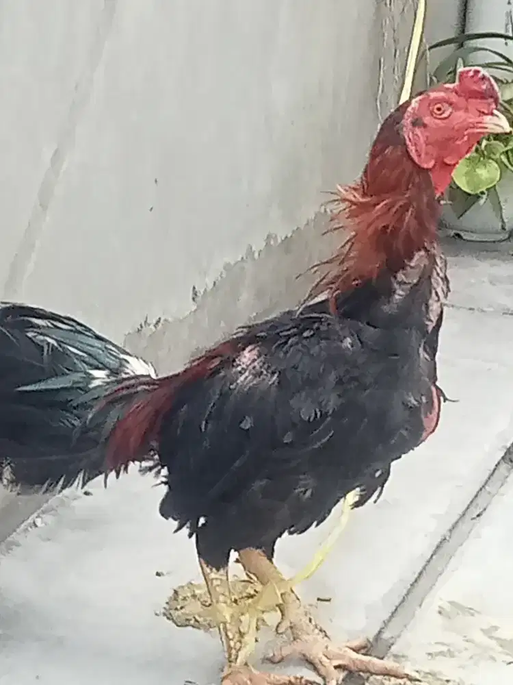 Jual ayam Bangkok 2 ekor