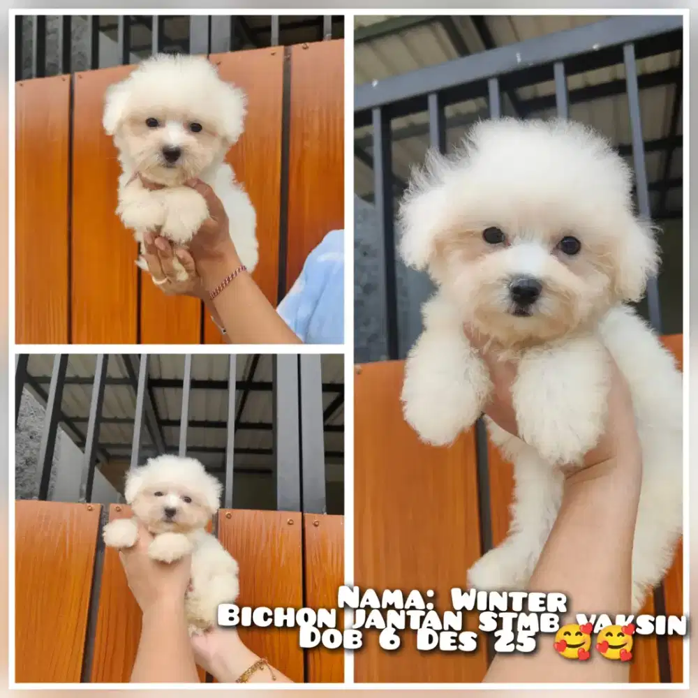 Dijual Bichon jantan