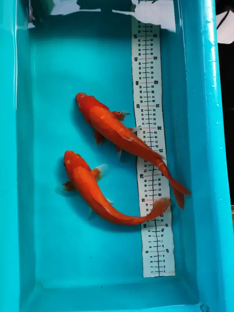 Ikan koi aka hadir sisik dan doitsu