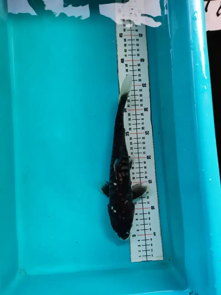 Ikan koi aragoke karasu