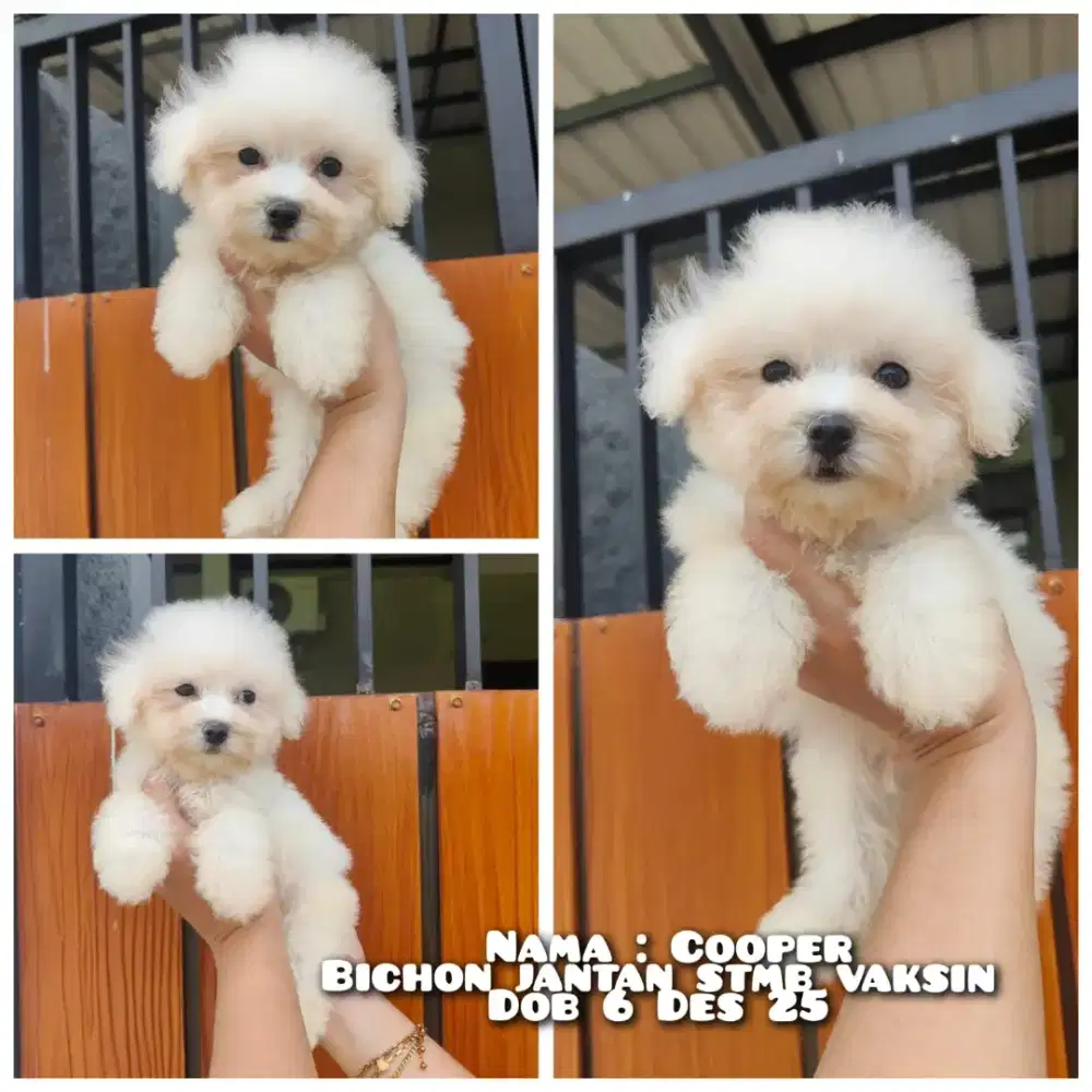 Dijual bichon jantan