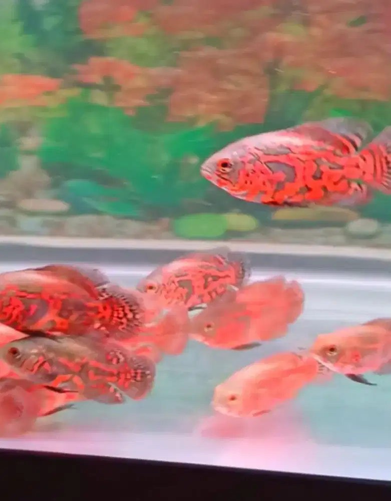 2 ikan oscar bonus jam tangan taq heaur