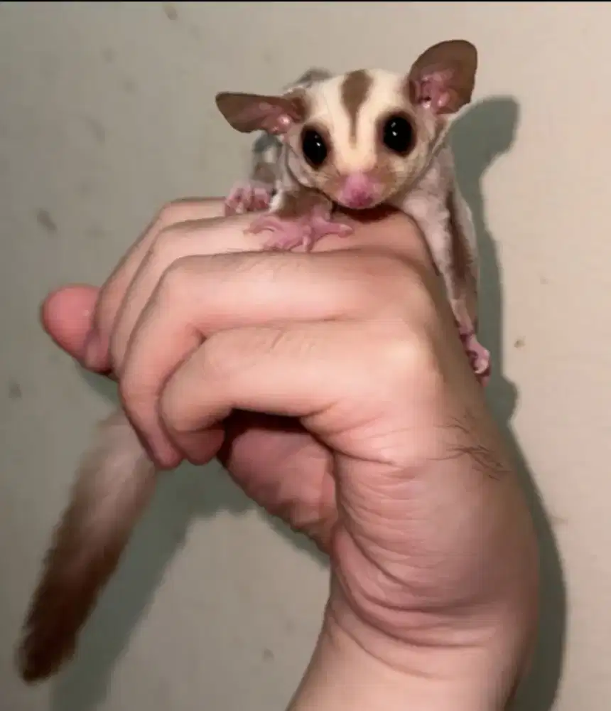 Termurah Sugar glider Caramel jantan joey