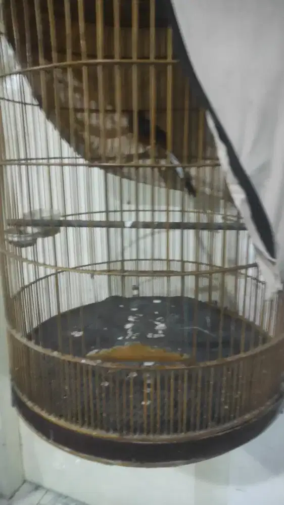 Gacor prestasi fulset rawat an 2taun