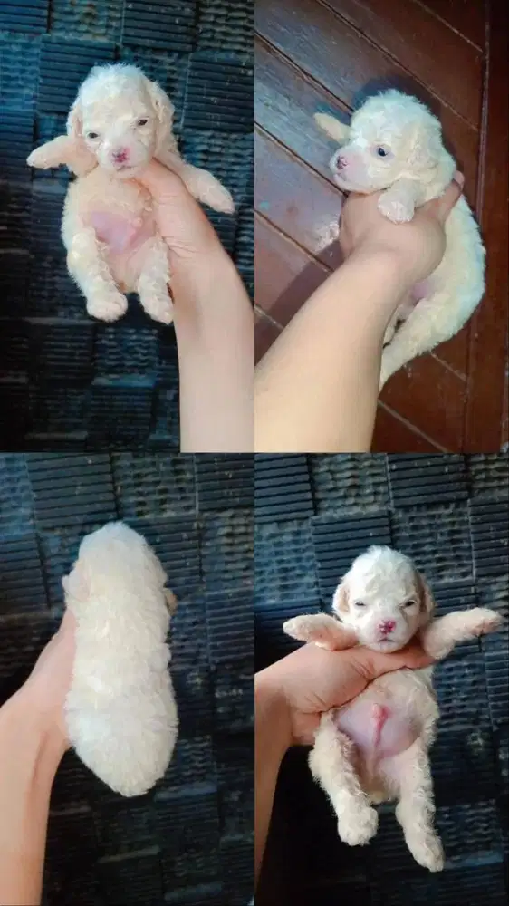 JUAL ANAK TOY PODDLE