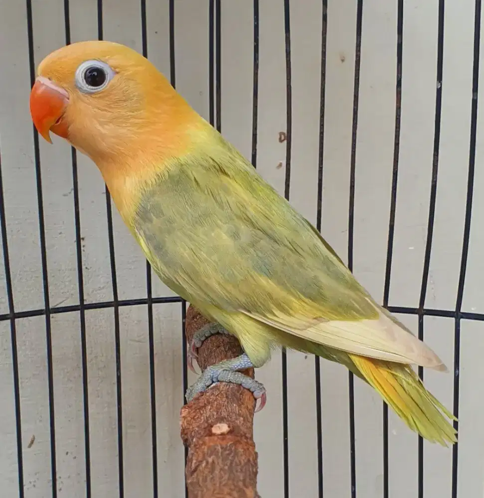 BIOLA PB EUWING PALID USIA 3 BLN