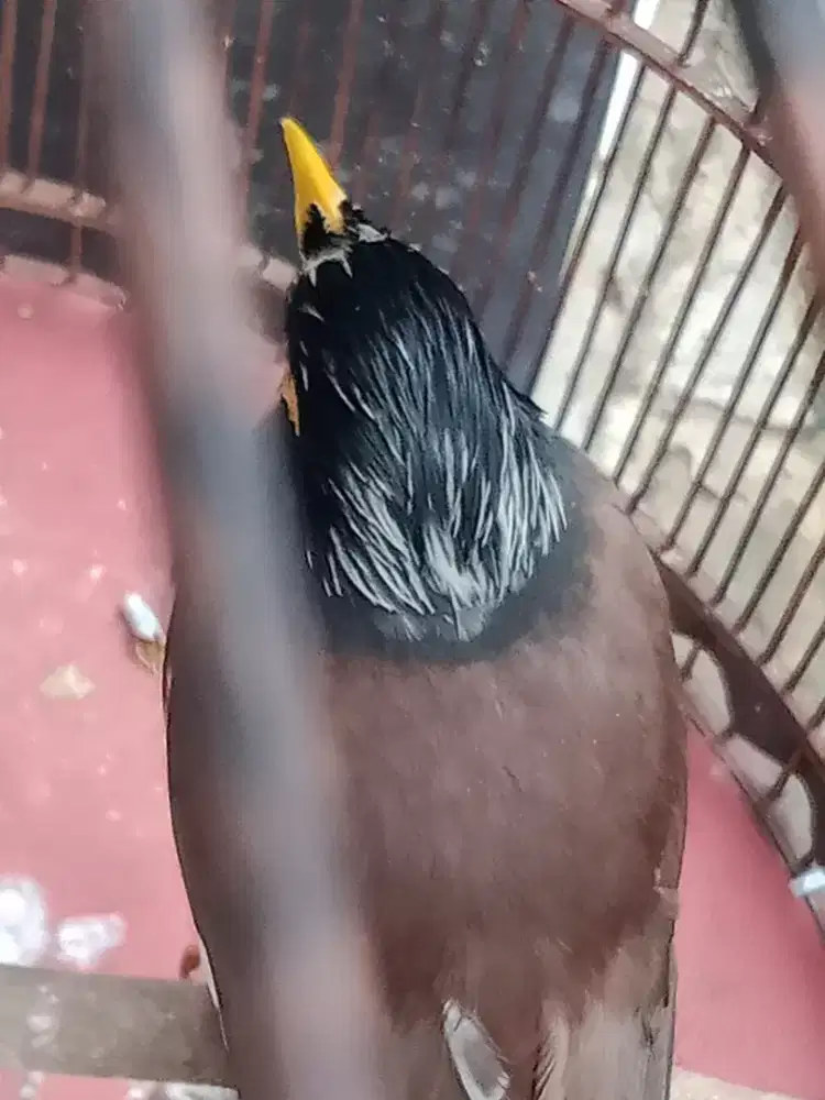 Burung jalak Nias blorok