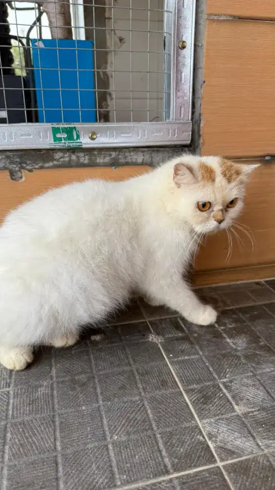 INDUKAN BSH CALICO USIA 2TH HAMIL