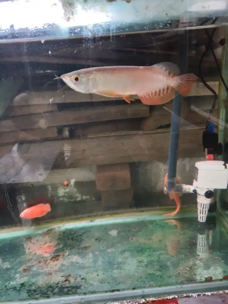 Arwana golden red rtg cip surat lengkap