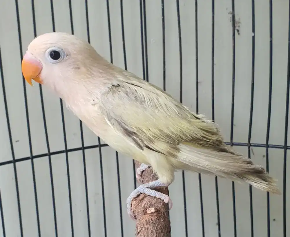 Biola Aqua B¹ pastel possible palid