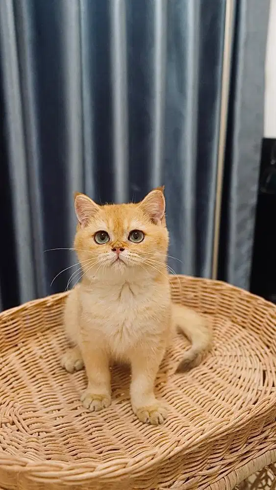 BRITISH SHORT HAIR / BSH GOLDEN