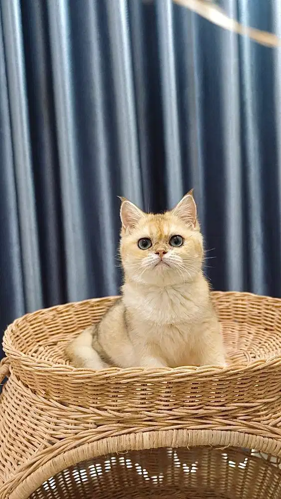 BRITISH SHORT HAIR / BSH GOLDEN