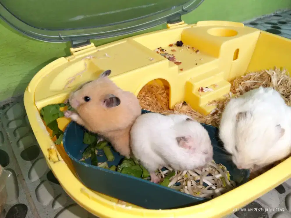 2 ekor hamster borongan