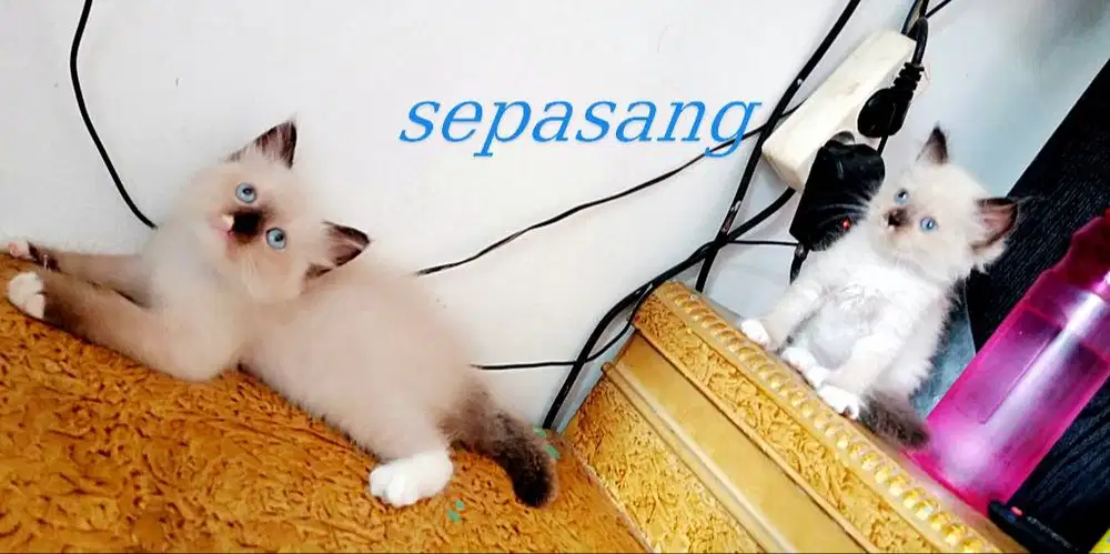 Kitten Himalaya sepasang