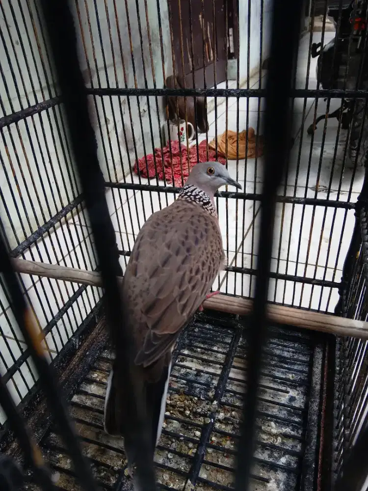 Tekukur kuk 2 sandung 3 masih muda umur 3 bulan