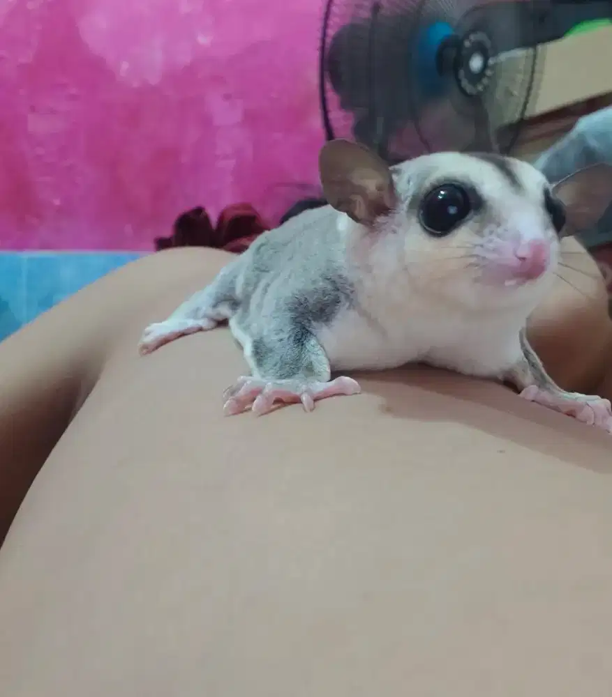 Sugar glider WF OOP 23 Desember