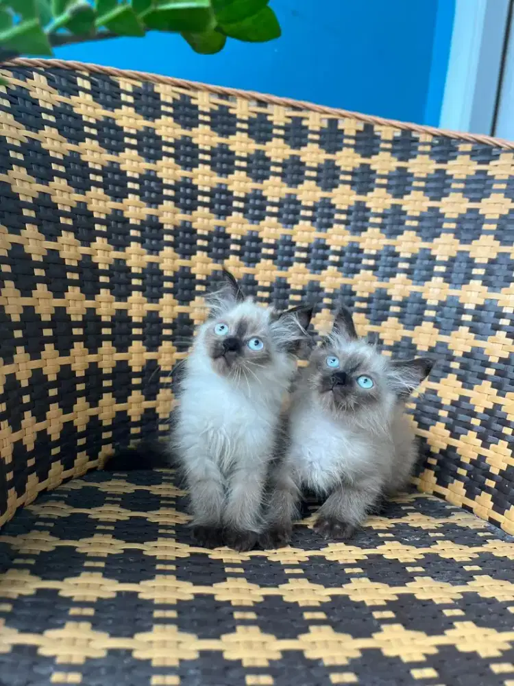 Kucing kitten himalaya