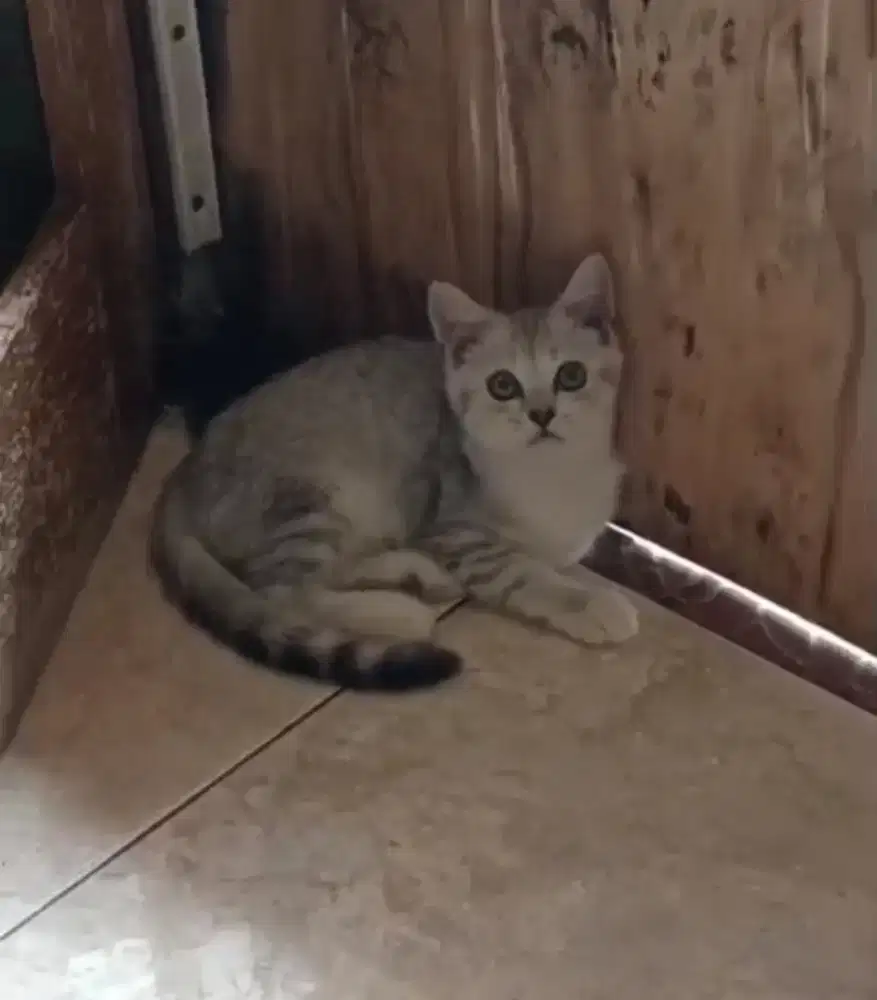 BSH Betina jalan 4 bln