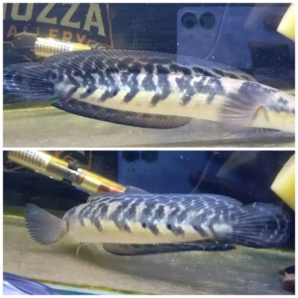 Yellow sentarum maruliodes simet 7/7 batik 25cm up