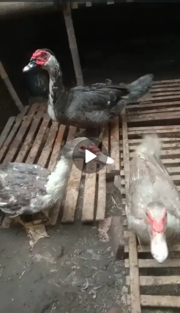 Mentok jantan 2 betina 2