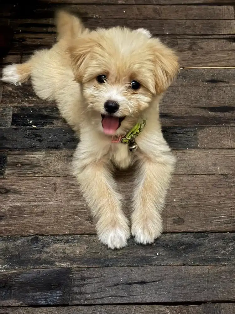 Anak anjing maltesee