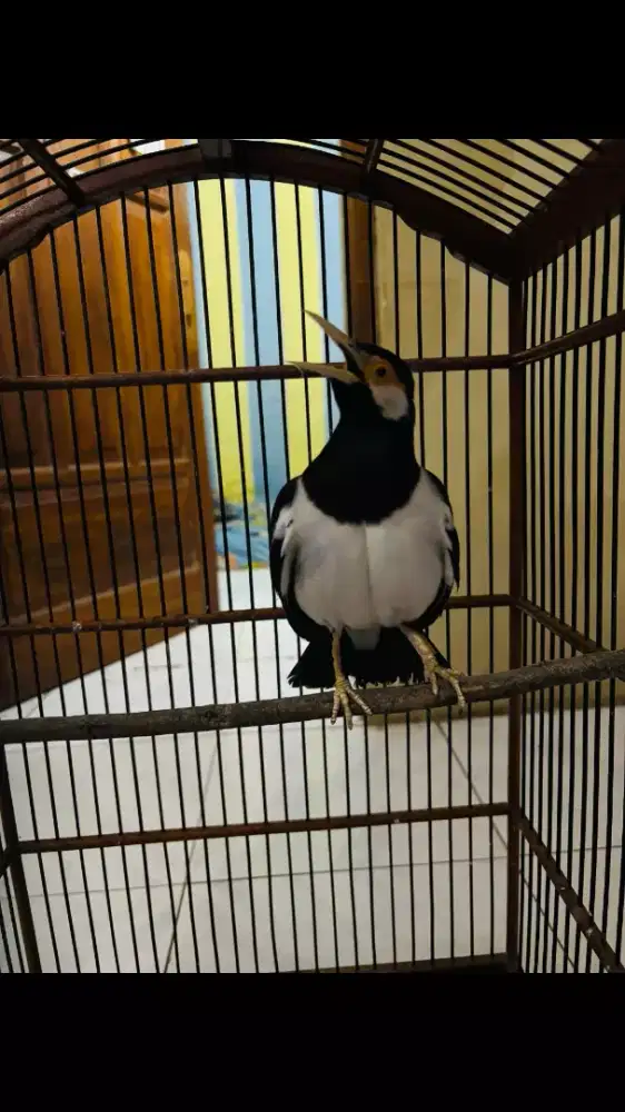 Jalak Suren Jawa Gacor Banget