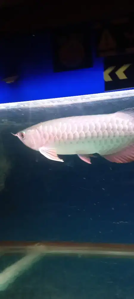 Ikan Arwana Golden Red +- 30 cm