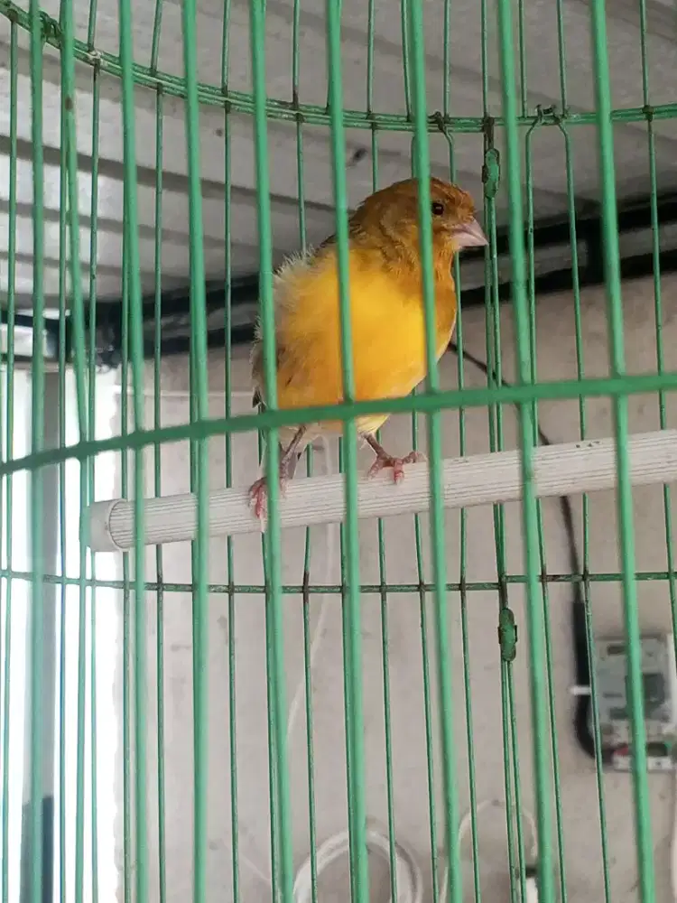 Burung kenari loper sepasang