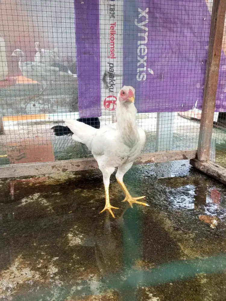 Ayam Bangkok putih calon biang siap nelor
