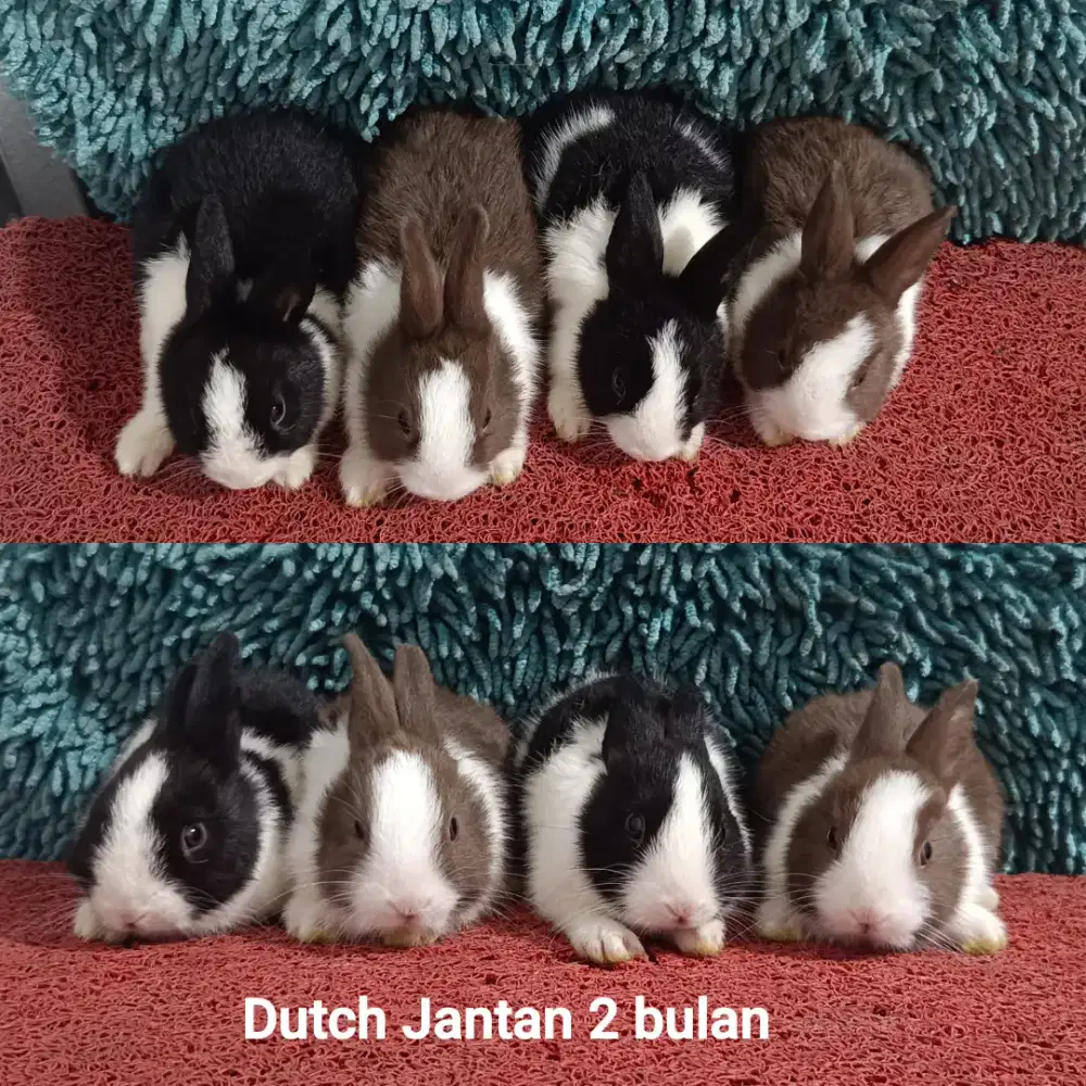 Anakan Kelinci Dutch usia 2 Bulan