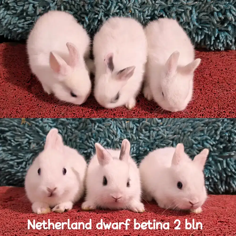 Anakan Kelinci Netherland Dwarf usia 2 Bulan