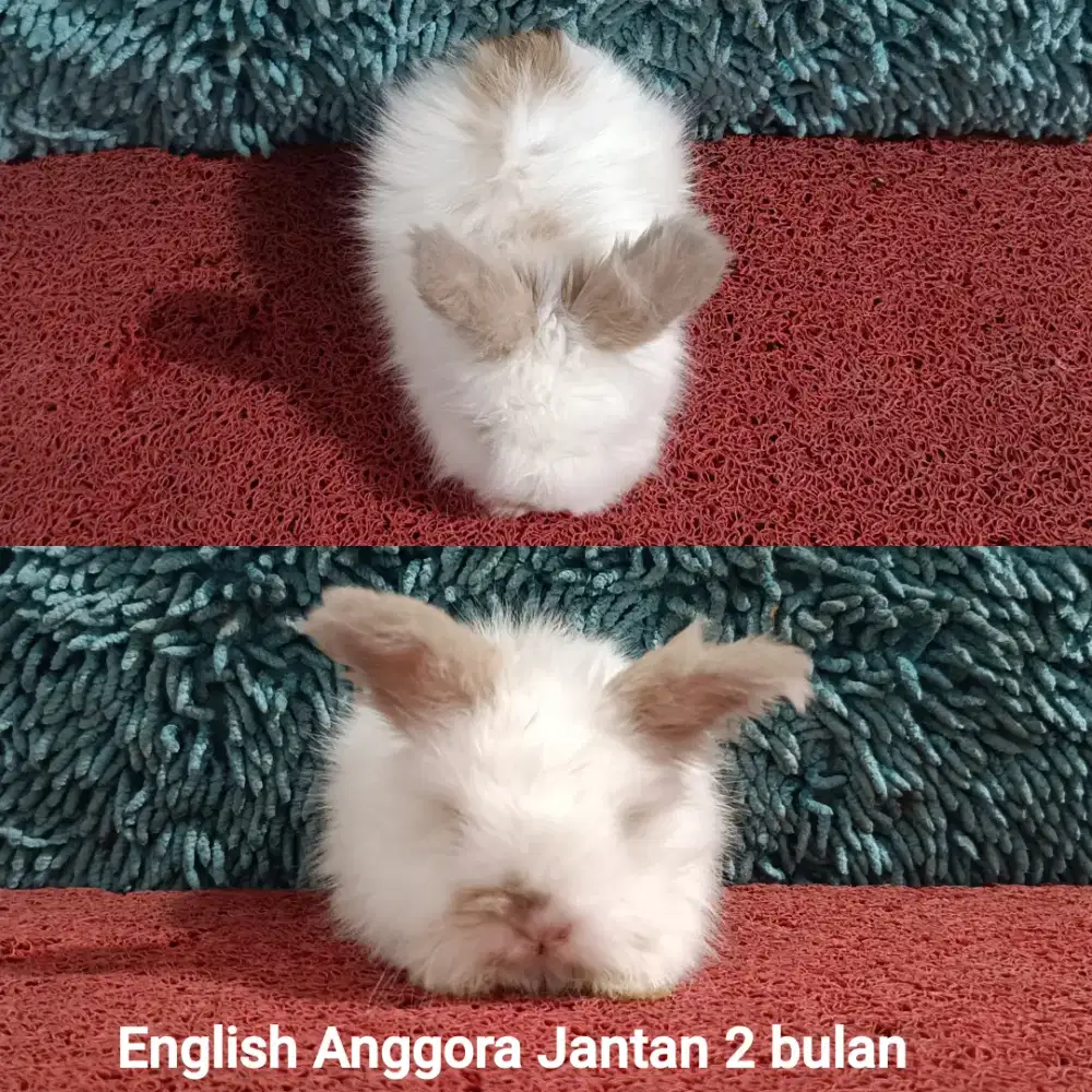 Pacek/Pacak Kucing Peaknose bisa diantar jemput area KOTA TANGERANG