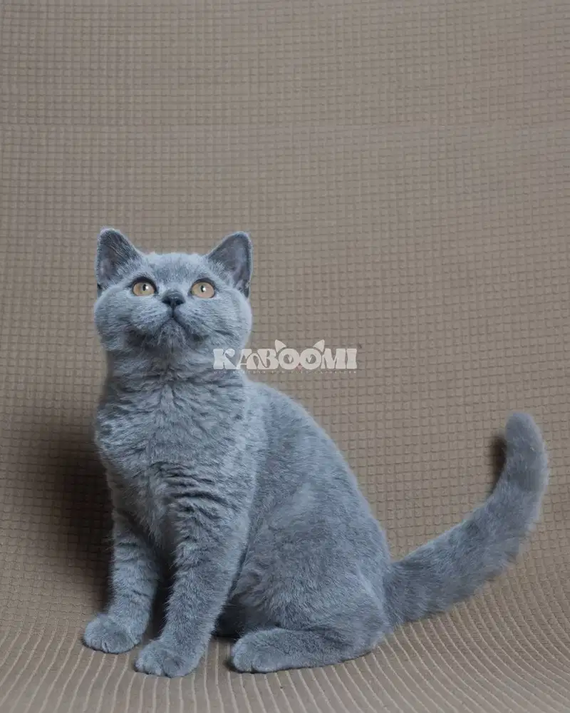 Kitten British Shorthair 2 Jantan 3 Betina