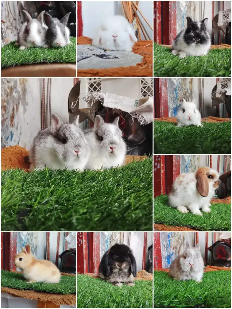 Kelinci hias imut hias