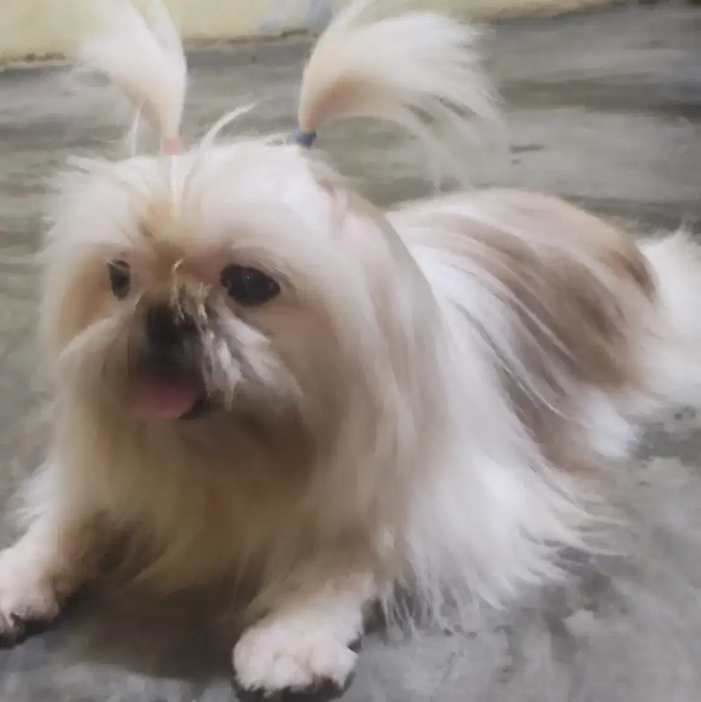 Jual murah anjing shihtzu dan Chihuahua