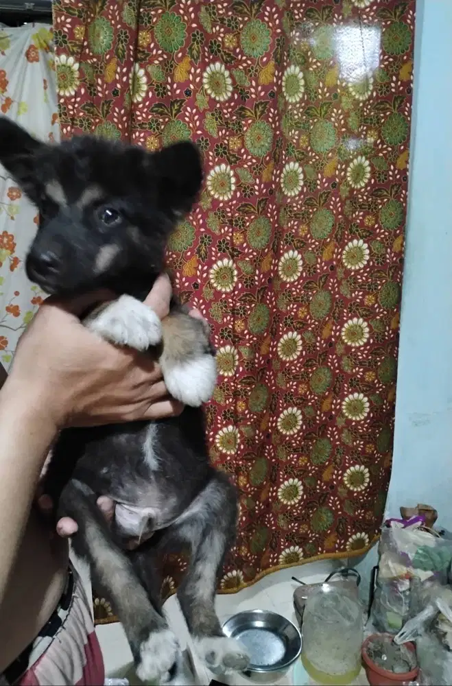 Anakanya herder sama hasky jantan betina